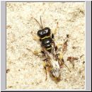 Crossocerus quadrimaculatus - Grabwespe w03 7mm.jpg